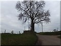 Tree at the foot of Caseberry Lane