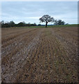 Stubble field and tree near Long Wood