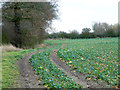 Vegetarian Footpath