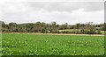 Undulating landscape north of the Quarter Road