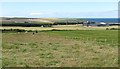 Cattle above Bogtown