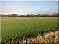 Cultivated field east of Jermyns Farm, Capel St Mary