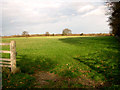 Trees in pasture west of King