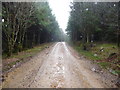 Forestry track high in Coed-y-Brenin in December