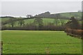 Shillingford : Grassy Fields