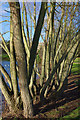 Willows on the bank of the lake at the Vale, Edgbaston