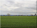 NZ3617 : Farmland south of Norton Back Lane with the Cleveland Hills beyond by peter robinson
