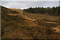 SD6913 : Forestry on Horrocks Moor by Bill Boaden