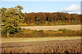 Autumn colours, Oaken Grove, Great Hampden