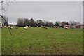 Mid Devon : Sheep Grazing