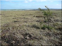 SD9129 : Young tree on the moorland peat by Humphrey Bolton