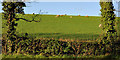 Field and sheep near Saintfield