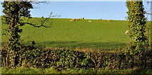 J4059 : Field and sheep near Saintfield by Albert Bridge