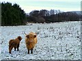 Highland Cow with Calf