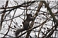 Tiverton : Squirrel up a Tree