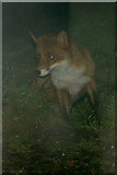 NH4039 : Red Fox (Vulpes vulpes), Struy by Mike Pennington
