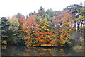 Golden hues by the Basingstoke Canal