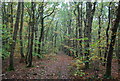 Bridleway in Lypeatt Wood