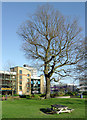 Oak tree in the Memorial Gardens, Crawley, West Sussex