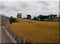 Ripening grain on the Ballydugan Road