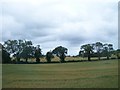 Fields of grain north of the Ballydugan Road