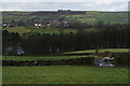 Sheep fields by Springs Farm