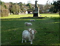 Sheep with curly horns in Bishopsbourne