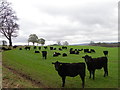 Cattle, West Banchory