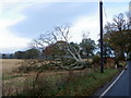 Fallen tree near Meikleour