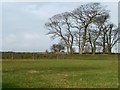 A stand of winter trees