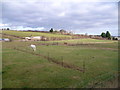 Fields next to the Old Mill Equestrian Centre