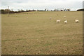 Stainfield Common