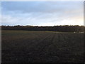 Farmland, Skelton Moor Farm