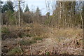 Park Copse near Uddens Water