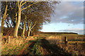 Farmland by a strip plantation near Greenlaw