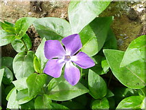 NO5614 : Greater Periwinkle, Boarhills by Maigheach-gheal
