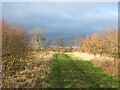 Ride through woodland north of Murton Blue House