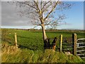 Cloghogle Townland