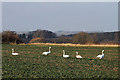 NT8338 : Swans in a field near Wark by Walter Baxter