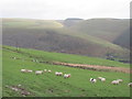 SS9290 : Sheep grazing above Ogmore Vale by John Light