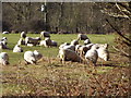 SU8241 : Sheep Grazing by Swan's Copse by Colin Smith