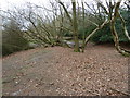 Tangled trees on edge of Ashdown Forest near Duddleswell