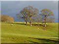 Pasture, Kirkoswald