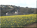 SW4631 : Daffodil field at Higher Trannack by Rod Allday