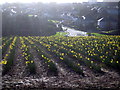 Daffodils at Higher Trannack