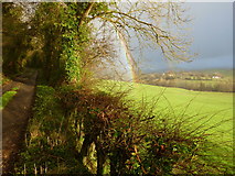 G9379 : Hedge along Old Lough Eske road by louise price