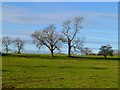 Pasture, Uckerby