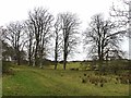 Beech trees in winter