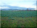 Rape crop and a view to the Malvern Hills