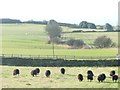 SE1808 : Black sheep grazing by Christine Johnstone